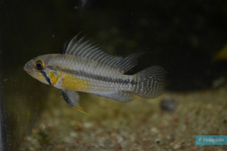 Apistogramma cacatuoides - ciclide pappagallo