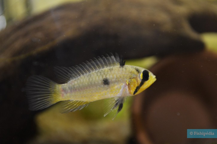 Apistogramma cacatuoides - ciclide pappagallo