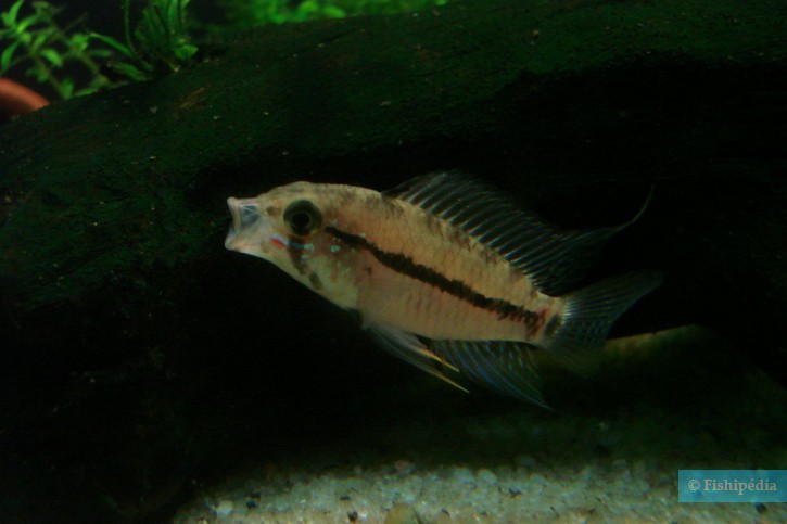 Apistogramma caetei