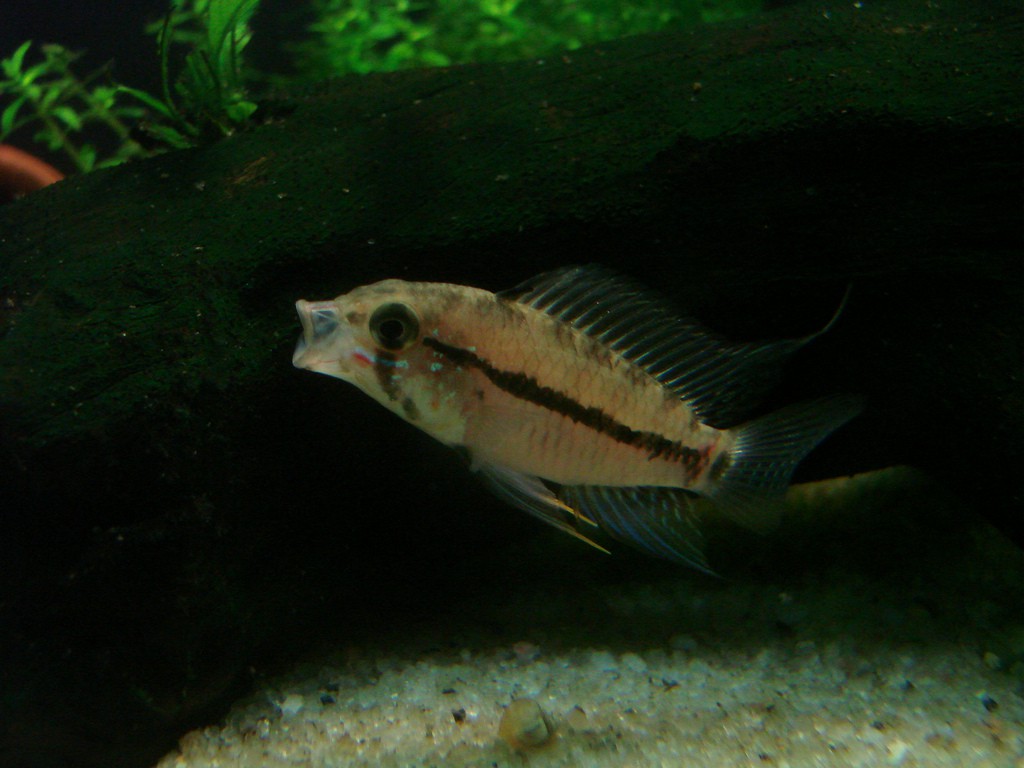 Apistogramma caetei
