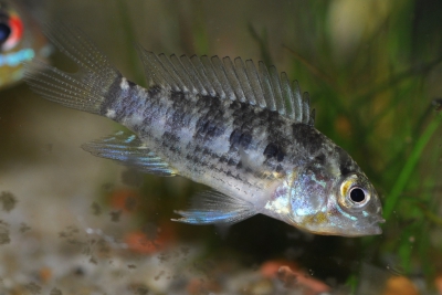 Apistogramma commbrae Cichlidae
