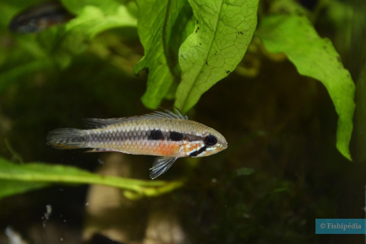 Apistogramma elizabethae
