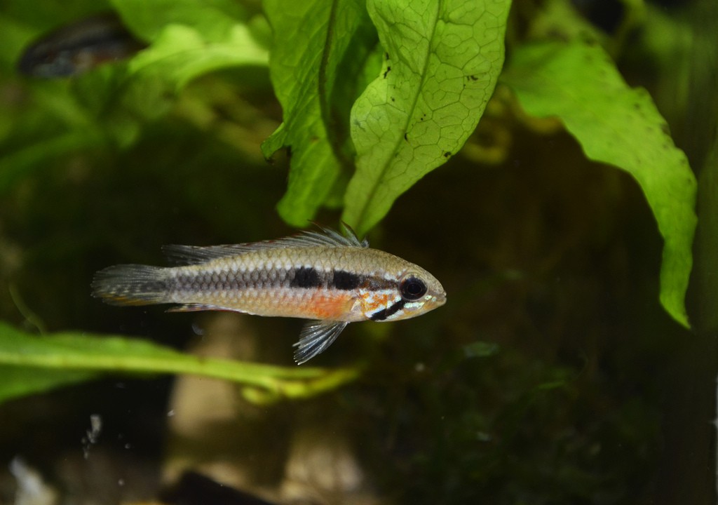 Apistogramma elizabethae