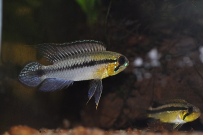 Apistogramma gephyra Cichlidae