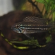 picture of Apistogramma mendezi