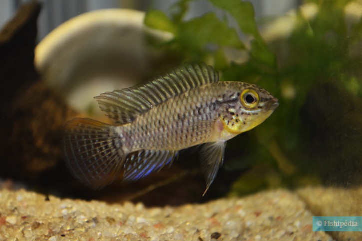 Apistogramma sp. 'rio Xingu'