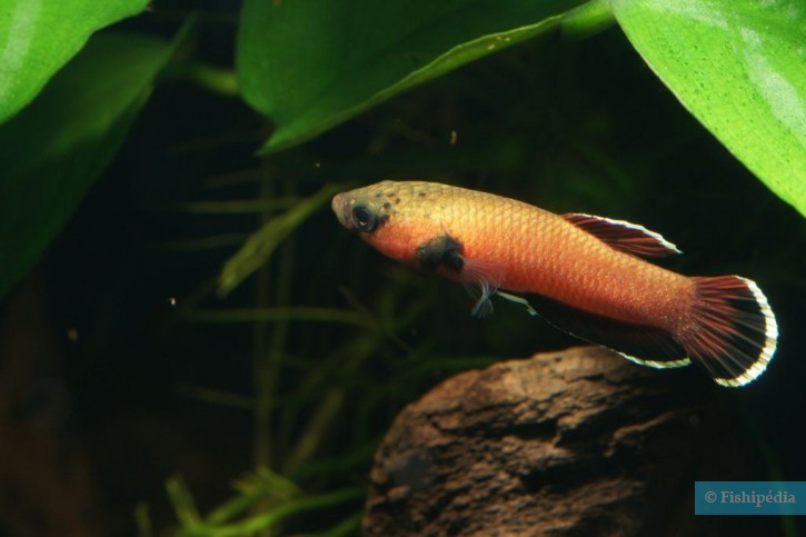 Betta channoides