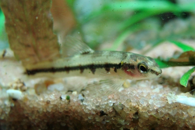Characidium lanei Crenuchidae