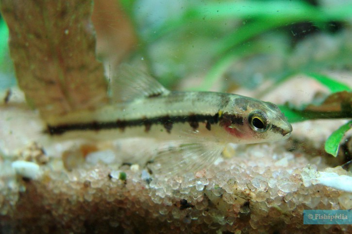 Characidium lanei