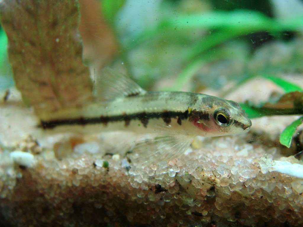 Characidium lanei