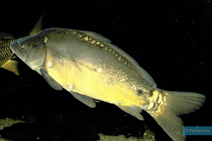 Cyprinus carpio - carpa
