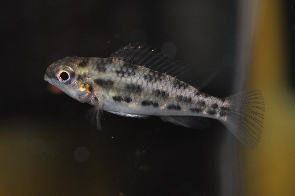 Dicrossus warzeli