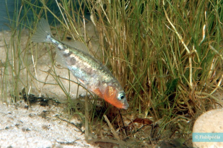 Gasterosteus aculeatus - spinarello