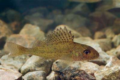 Gymnocephalus cernua Percidae