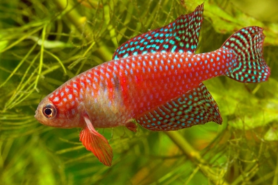 Hypsolebias carlettoi Cyprinodontidae