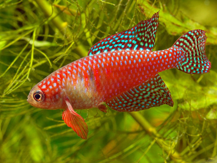 Hypsolebias carlettoi
