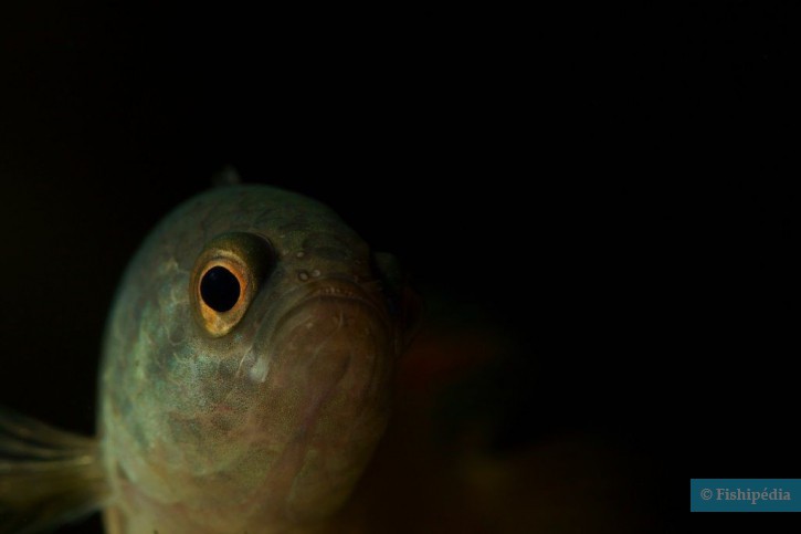 Microctenopoma ansorgii