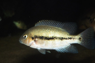 Vieja breidohri Cichlidae