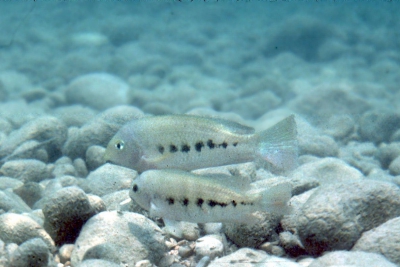 Paraneetroplus gibbiceps Cichlidae