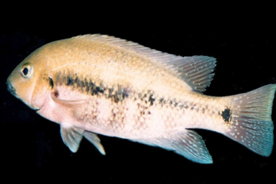 Paraneetroplus nebuliferus Cichlidae