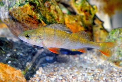 persico reale Percidae