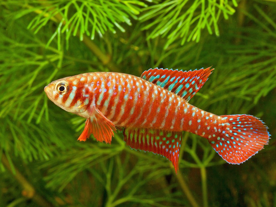 Simpsonichthys santanae