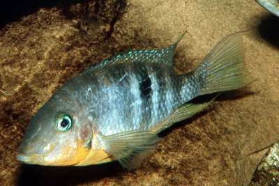 Thorichthys affinis Cichlidae