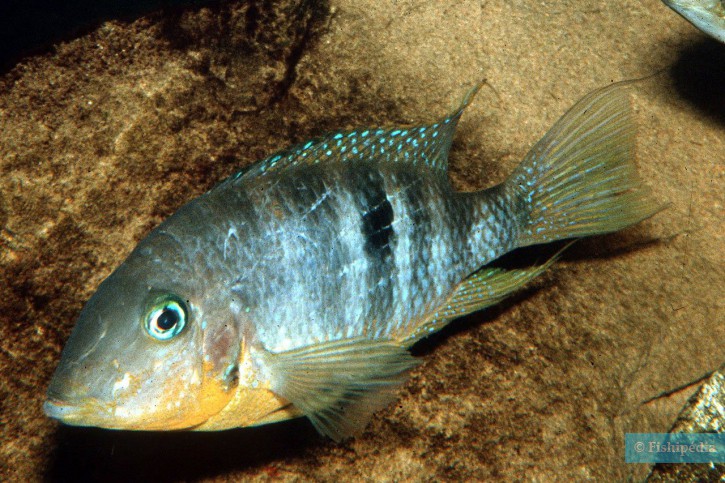 Thorichthys affinis