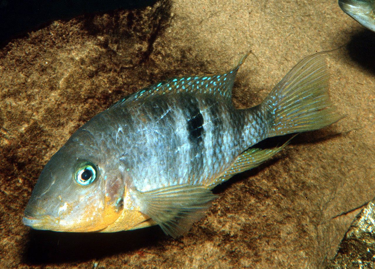 Thorichthys affinis