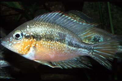 Thorichthys aureus Cichlidae