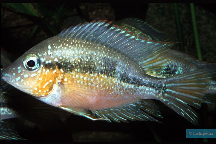 Thorichthys aureus