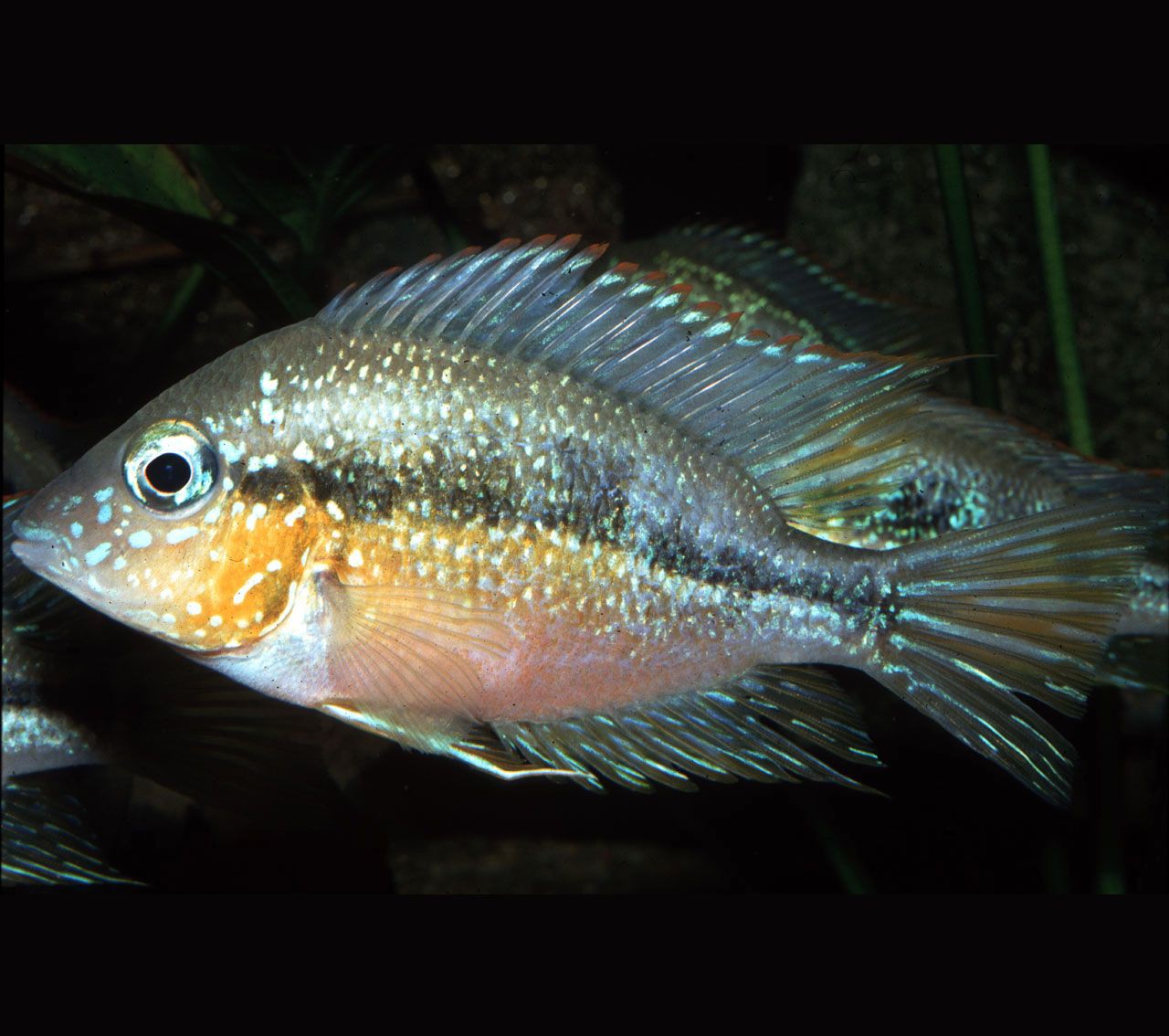Thorichthys aureus