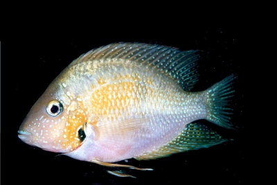 Thorichthys helleri Cichlidae