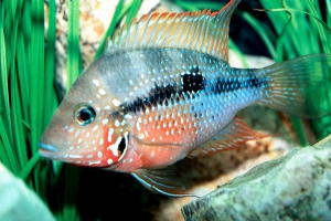 Thorichthys maculipinnis