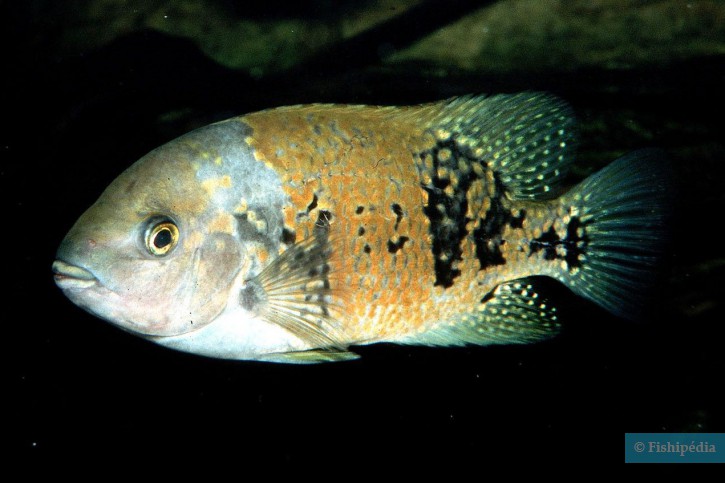 Tomocichla asfraci