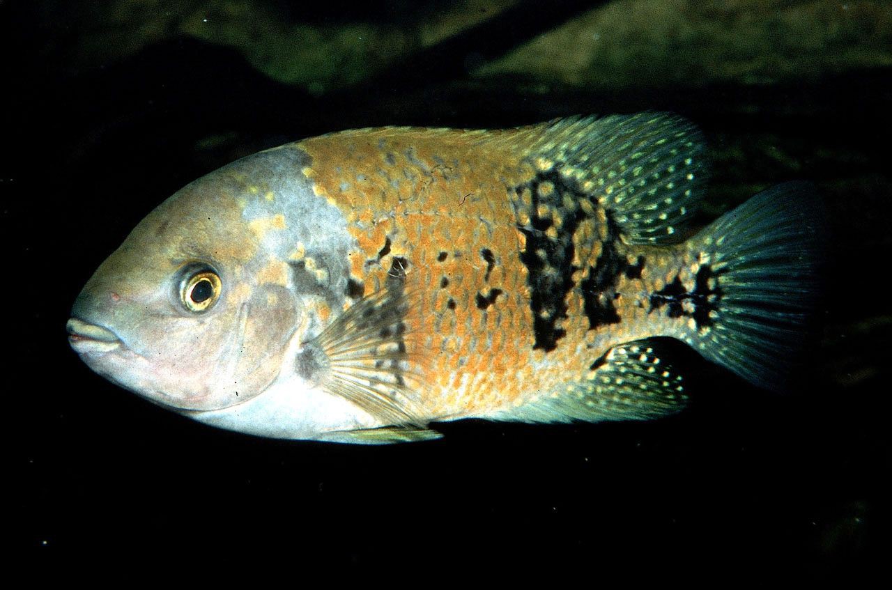 Tomocichla asfraci