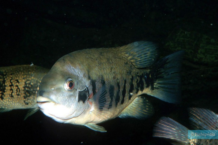 Tomocichla tuba