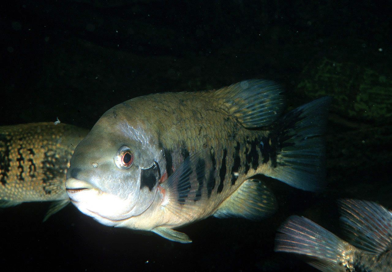 Tomocichla tuba