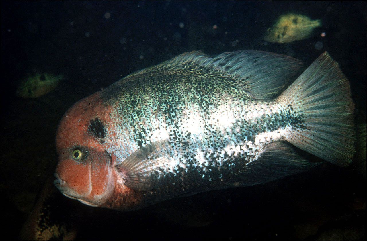Vieja fenestrata