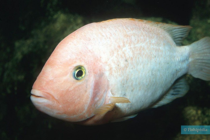 Vieja fenestrata