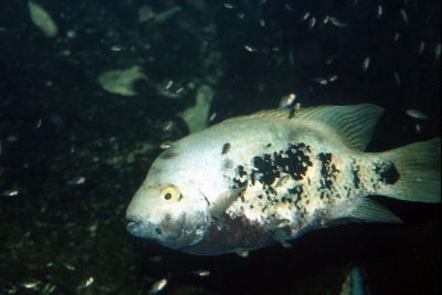 Vieja guttulata Cichlidae