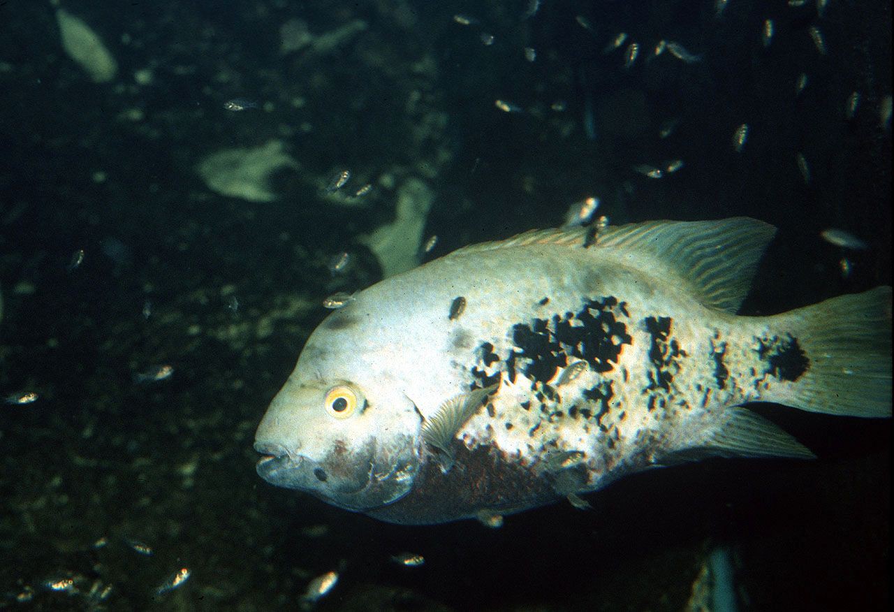 Vieja guttulata