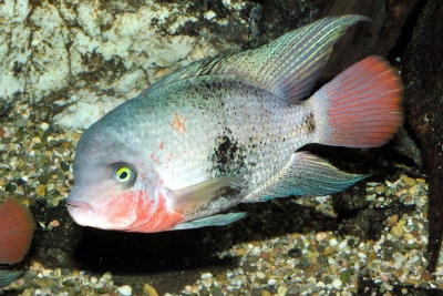 Vieja maculicauda Cichlidae