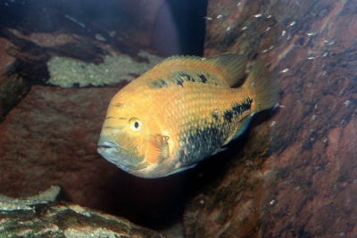 Vieja melanura Cichlidae