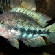 picture of Vieja sp. coatzocoalcos