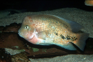 Vieja synspilus