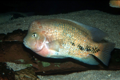 Vieja synspilus Cichlidae