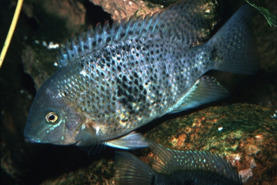 Kihnichthys ufermanni Cichlidae