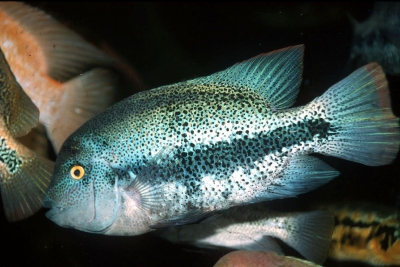 Vieja zonata Cichlidae