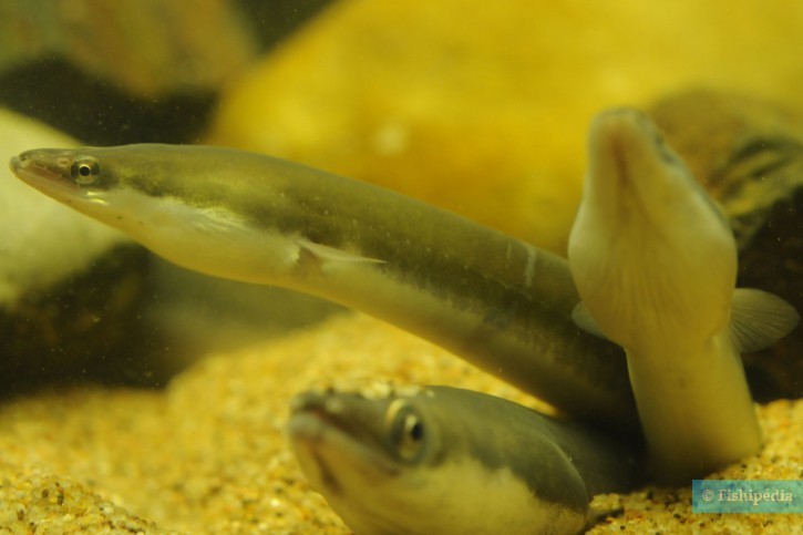 Anguilla anguilla - anguilla